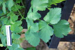 Ames_31618_12ncao01_SD_04_Leaf.JPG