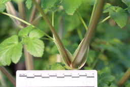 Ames_31618_12ncao01_SD_05_Stem.JPG