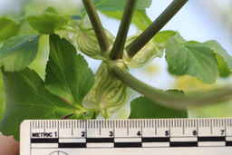 Ames_31618_12ncao01_SD_06_Stem.JPG