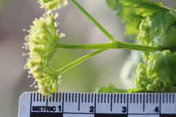 Ames_31618_12ncao01_SD_07_Umbel.JPG