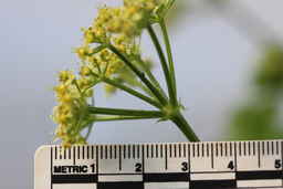Ames_31618_12ncao01_SD_08_Umbel.JPG