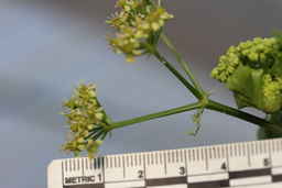 Ames_31618_12ncao01_SD_09_Umbel.JPG