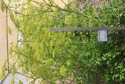 Ames_32612_14ncwo02_SD_02.JPG