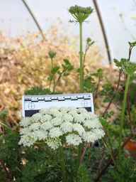 Ames_34334_16ncao01_SD_Flower.JPG