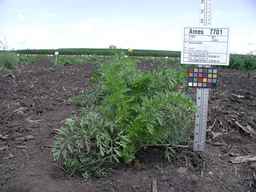 Ames_7701_07ncai01_SD_PL_XX_2009-07-23_03.jpg