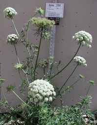 Ames_7701_87ncao01_SD_PL_XX_2007-07-11_01.jpg