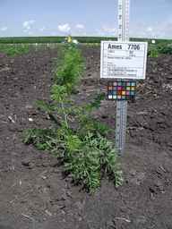 Ames_7706_07ncai01_SD_PL_XX_2009-07-23_04.jpg