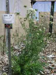 Ames_7706_87ncao01_SD_PL_XX_2007-07-11_02.jpg