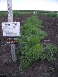 Ames_7717_07ncai01_SD_PL_XX_2009-07-23_04.jpg