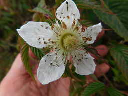 DSCN0315.R.rosifolius.flower.JPG