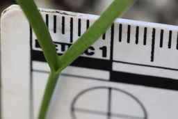 IMG_0840_LOAD_seedling_apex.JPG