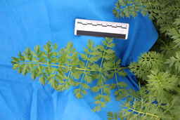 IMG_1419_leaves_Ames_34334_16ncao01_SD.JPG