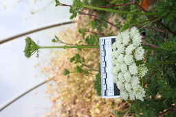 IMG_1420_umbel.JPG