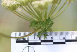IMG_1593_umbel_Ames_34334_16ncao01_SD.JPG