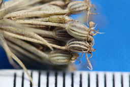 IMG_1601_sepals_flower_Ames_34334_16ncao01_SD.JPG