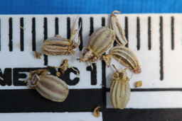 IMG_1606_seed_Ames_34334_16ncao01_SD.JPG