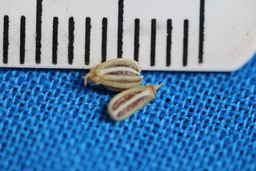 IMG_1614_seed_Ames_34334_16ncao01_SD.JPG
