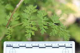 IMG_1616_leaves_Ames_34334_16ncao01_SD.JPG