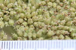 IMG_1621_seed_Ames_34334_16ncao01_SD.JPG