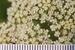 IMG_1626_flower_Ames_34334_16ncao01_SD.JPG