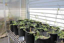 IMG_2826_plant.JPG