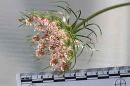 IMG_2829_umbel.JPG