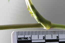 IMG_2834_stem.JPG