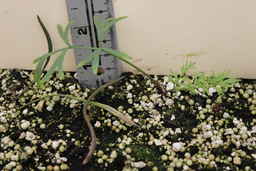 IMG_5983_Ames_29103_07ncao01_seedling.JPG