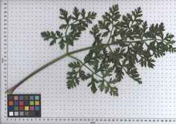 PI_167055_05ncei01_SD_PL_LV_2009-07-15_04.jpg