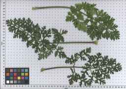 PI_167055_05ncei01_SD_PL_LV_2009-07-15_05.jpg