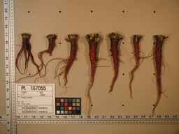 PI_167055_05ncei01_SD_RT_XX_2009-07-29_04.jpg