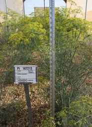 PI_167213_83ncai01_SD.JPG