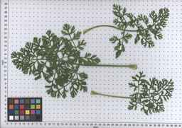 PI_264234_06ncei01_SD_PL_LV_2009-07-14_01.jpg