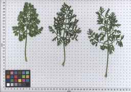 PI_264234_06ncei01_SD_PL_LV_2009-07-14_03.jpg