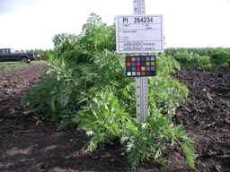 PI_264234_06ncei01_SD_PL_XX_2009-07-28_01.jpg