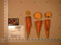 PI_264234_06ncei01_SD_RT_TS_2008-08-01_01.jpg
