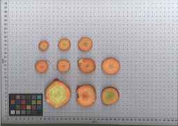 PI_264234_06ncei01_SD_RT_TS_2009-08-06_01.jpg