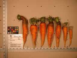 PI_264234_06ncei01_SD_RT_XX_2008-08-01_01.jpg