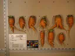 PI_264234_06ncei01_SD_RT_XX_2009-08-06_01.jpg