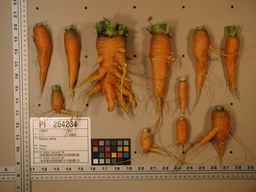 PI_264234_06ncei01_SD_RT_XX_2009-08-06_02.jpg