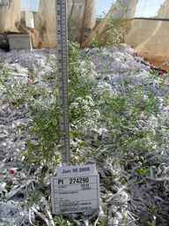 PI_274290_00ncai01_SD_PL_FL_2008-06-30_01.jpg