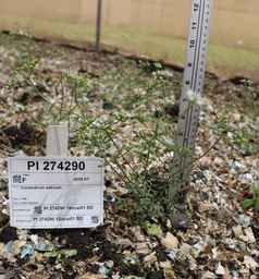 PI_274290_12ncai01_SD.JPG