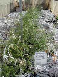 PI_274291_00ncai01_SD_PL_FL_2008-06-30_01.jpg