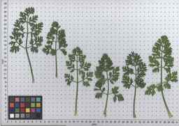 PI_274297_65ncai01_SD_PL_LV_2010-06-30_01.jpg