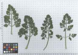 PI_274297_65ncai01_SD_PL_LV_2012-05-16_02.jpg
