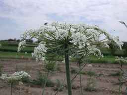 PI_274297_65ncai01_SD_PL_UM_2010-08-04_02.jpg