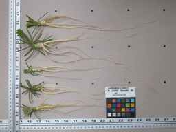 PI_274297_65ncai01_SD_RT_XX_2012-01-30_01.jpg