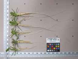 PI_274297_65ncai01_SD_RT_XX_2012-01-30_02.jpg