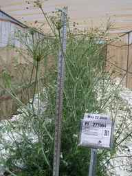 PI_277064_78ncai01_SD_PL_FL_2006-05-22_01.jpg