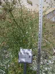 PI_277064_78ncai01_SD_PL_FL_2006-06-29_01.jpg